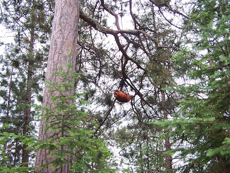 Hanging the Bear Bag